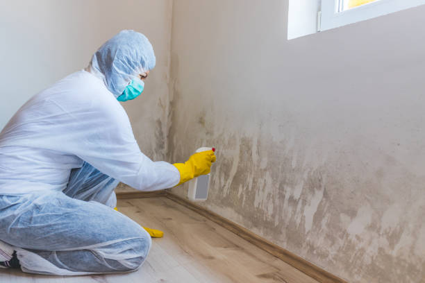 Licensed Mold Remediation service in Hudson, MA - WQB Mold Removal
