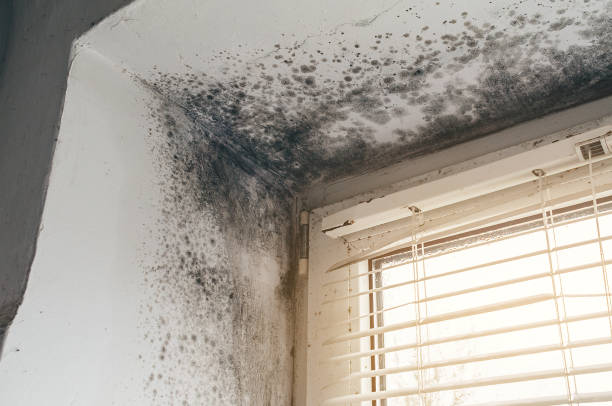 Affordable Mold Remediation solutions in Hudson, MA